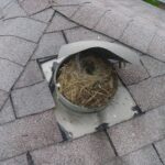 Birds Nest Plumbing Vent