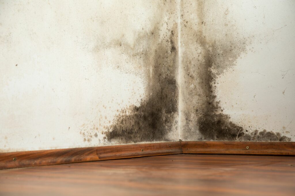 What's the Fastest Mold Can Grow After a Plumbing Leak Starts?