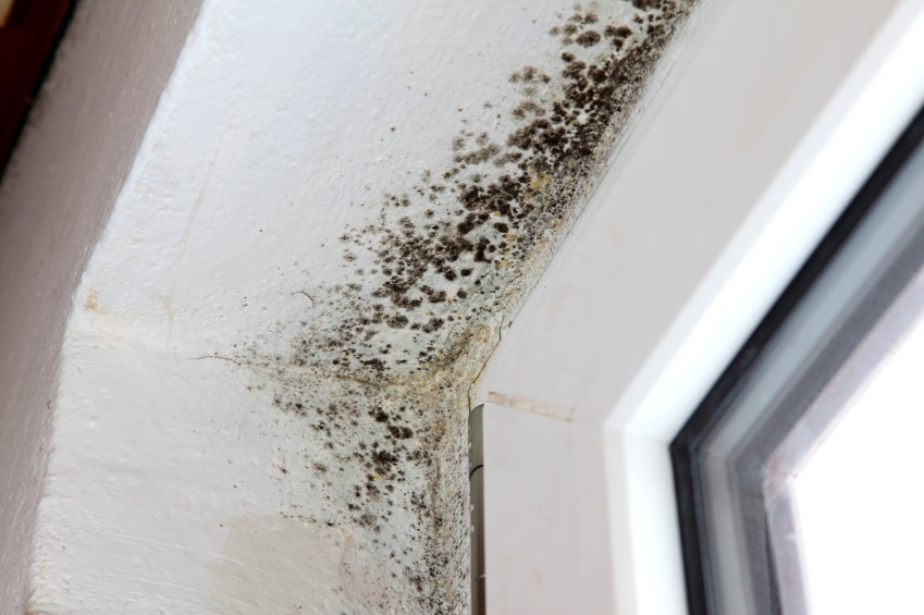 How Do I Test for Mold in My House? | South End Plumbing, Heating, and